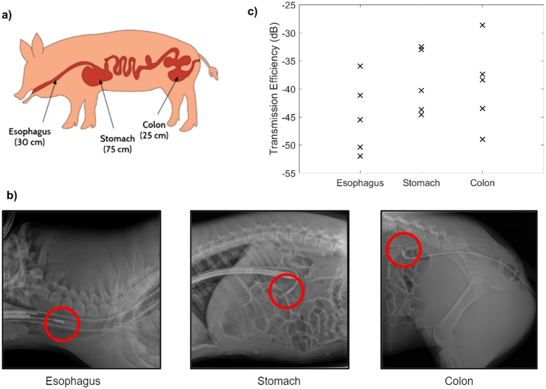 Scientific images: graphic pig pointing to esophagus, stomach, and colon; graph correlating Transmission Efficiency by esophagus, stomach and colon; three x-rays pointing to a pig's esophagus, stomach and colon